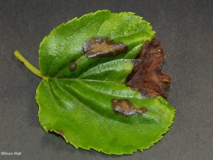 Infected leaf