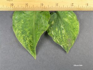 HVX infected leaves