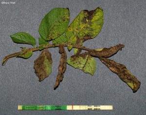 Infected foliage with a positive immunostrip