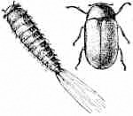 Illustration of Black Carpet Beetle and Larva