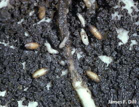Soil Insect Pests Of Vegetables Cooperative Extension Insect Pests Ticks And Plant Diseases University Of Maine Cooperative Extension