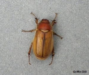 Adult European Chafer Beetle