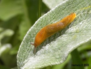 Tawny Garden Slug