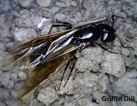 Winged Black Carpenter Ant