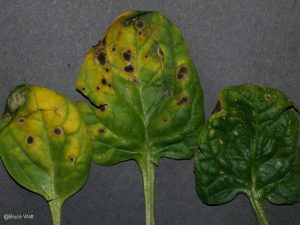 Leaf spot close-up with black fungal growth