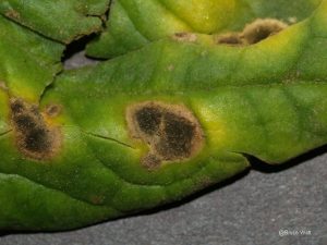Leaf spot symptoms