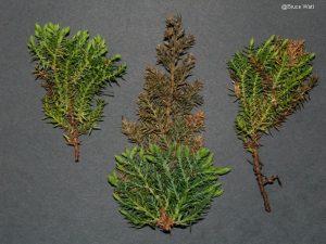 Infected foliage