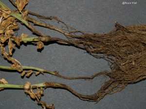 Infected roots and stem