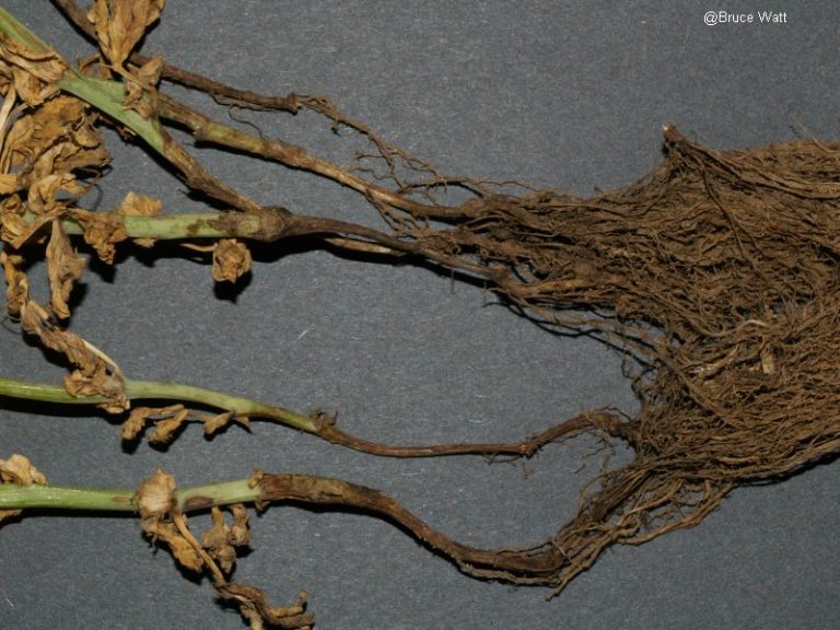 Pea Black Root Rot Cooperative Extension Insect Pests