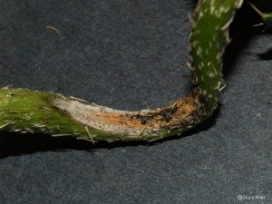 Infected stem with orange mass of spores