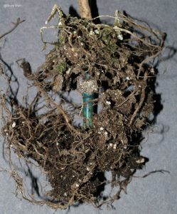 Infected root system