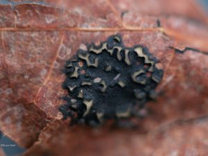 Sample 2: Apothecia in tar spot with hymenia evident