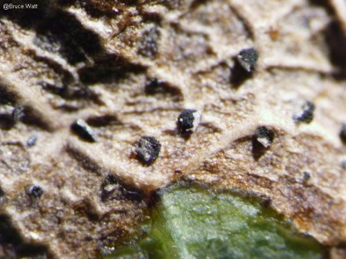 Oak - Taphrina - Cooperative Extension: Insect Pests, Ticks and Plant ...