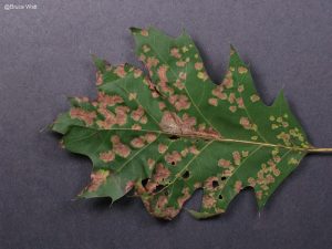 Taphrina infected leaf, host of Monochaetia.
