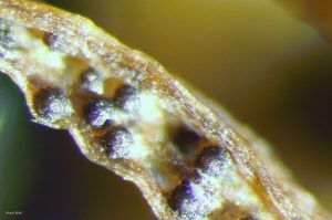 Pseudothecia on leaf tissue