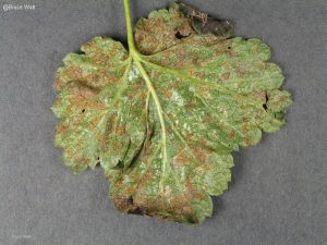 Symptomatic infected leaf underside