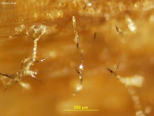 Conidiophores emerging from leaf tissue. Transparent/whitish conidium evident.