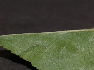 Infected leaf with sparse fungal growth