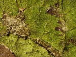 Sporulation on leaf surface