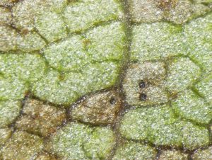 Pycnidia in leaf tissue