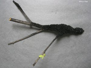 Fungal mass (stroma) on branch