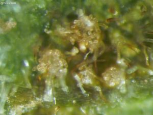 Uredinia on underside of leaf, urediniospores evident