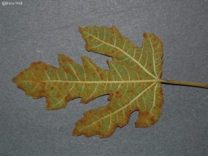 Underside of infected leaf showing brownish uredinia