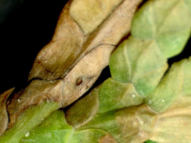 Arborvitae - Arborvitae Leaf Miner - Cooperative Extension: Insect ...