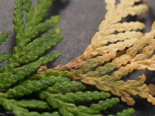 Arborvitae - Arborvitae Leaf Miner - Cooperative Extension: Insect ...