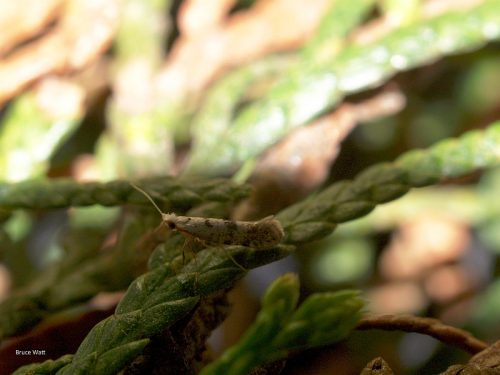 Arborvitae - Arborvitae Leaf Miner - Cooperative Extension: Insect ...