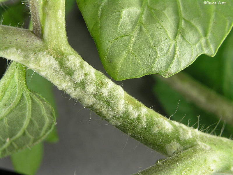 tomato plant stem problems