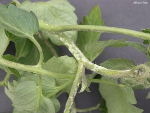 Oedema on affected tomato stem