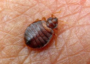 Adult Bed Bug
