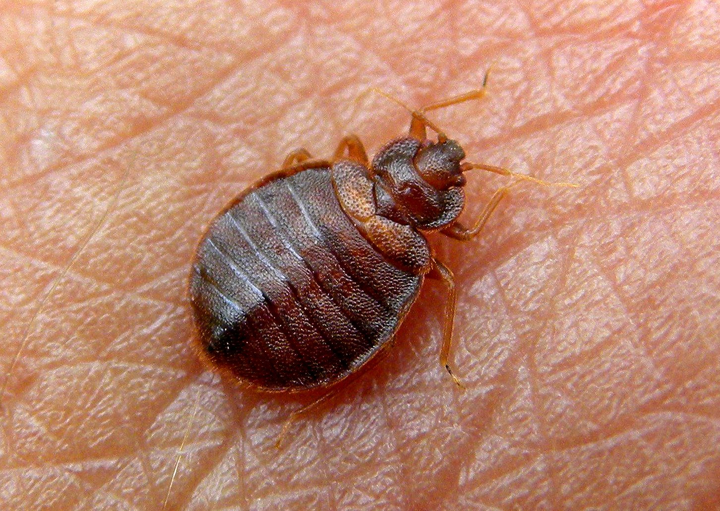 can bed bugs hide in food