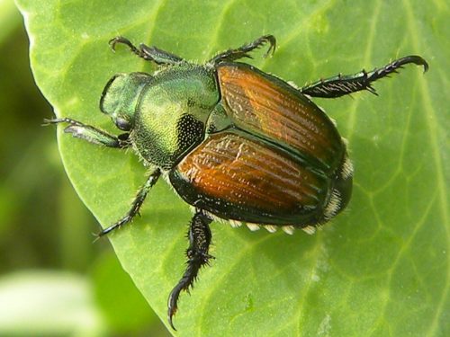 Japanese Beetle - Cooperative Extension: Insect Pests, Ticks and Plant ...