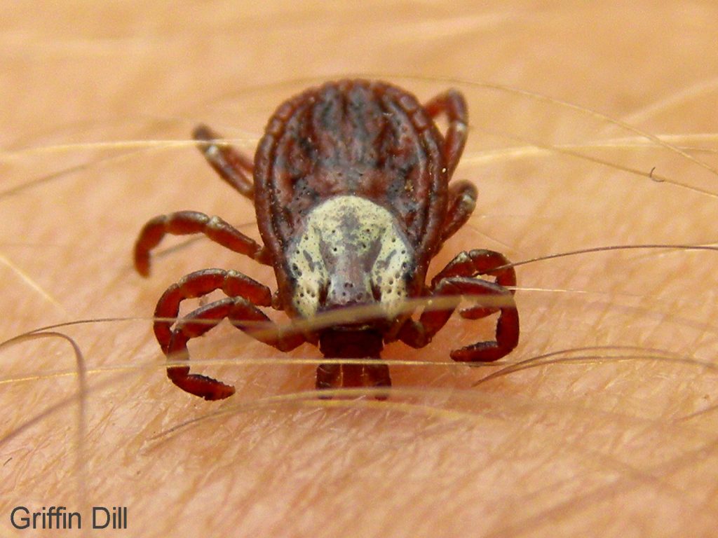 Ticks Cooperative Extension Insect Pests, Ticks and Plant Diseases
