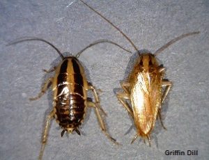 Cockroaches - Cooperative Extension: Insect Pests, Ticks and Plant ...