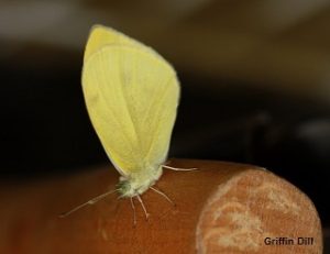 Another example of a Cabbage White butterfly with the yellow color of its wing undersides readily apparent