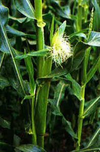 Figure 9: silking corn
