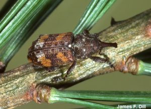 White Pine Weevil - adult