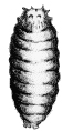 Cabbage Maggot: Pupal Stage