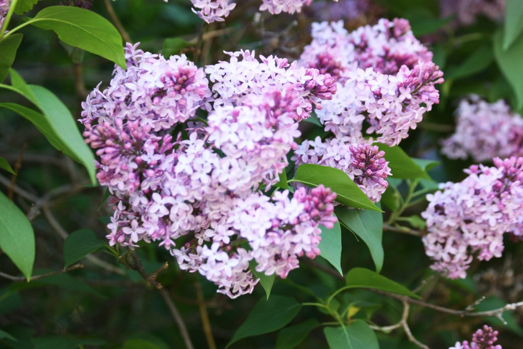 lilac