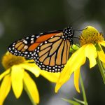 Monarch on flower