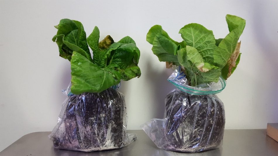 How to Send a Plant Sample Cooperative Extension Insect Pests, Ticks and Plant Diseases