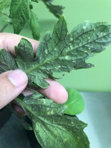 Early stage edema blisters on the underside of a tomato leaf