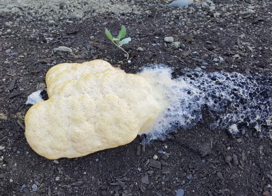 Slime Molds Cooperative Extension Insect Pests, Ticks and Plant