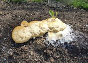 Dog Vomit slime mold surrounding a seedling