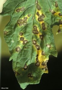 Leaf spots on tomato leaves
