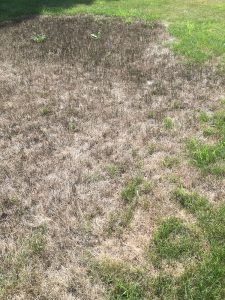area of lawn affected by a fungus