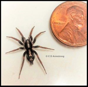 an Eastern Parson Spider beside a US penny